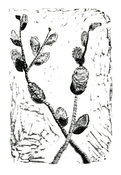 Sleeping Pussy Willow by Bella Larsson